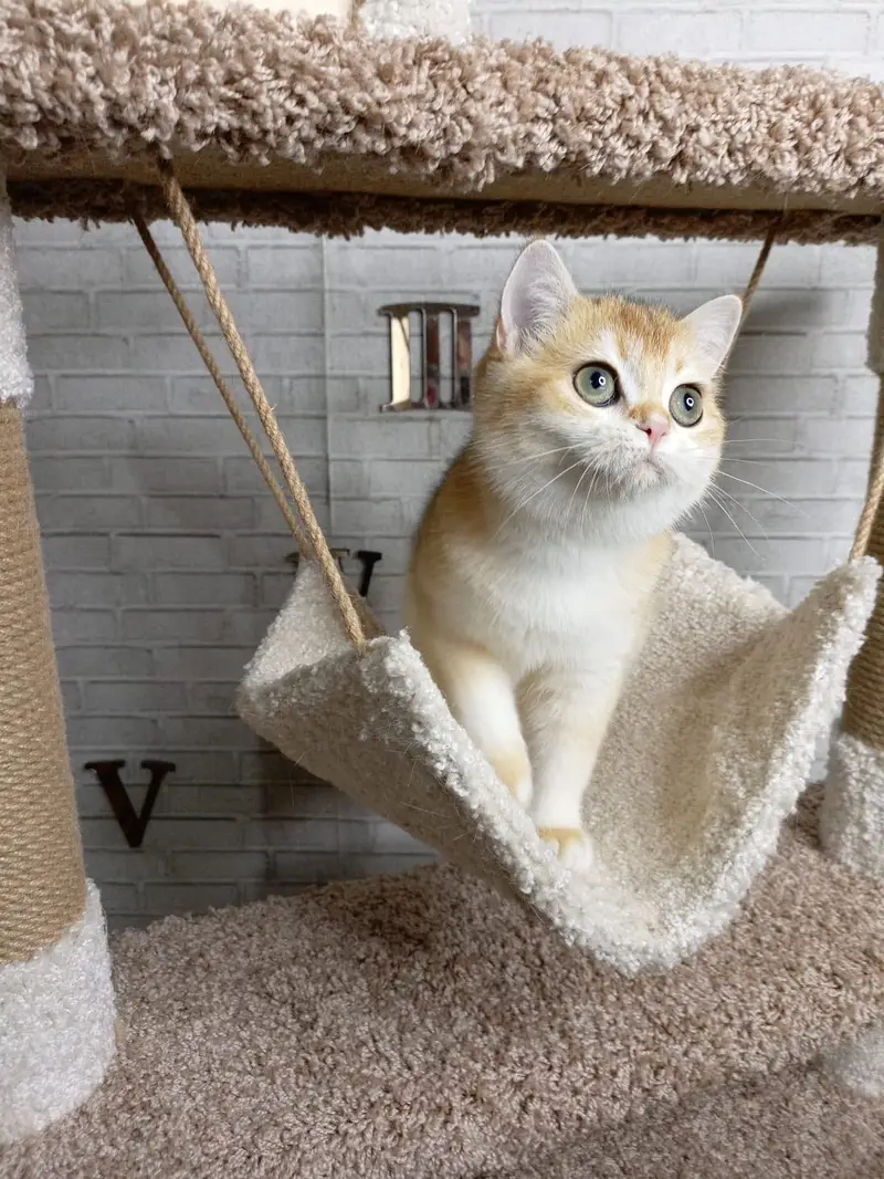 British Shorthair Golden Imported Kittens — photo 4