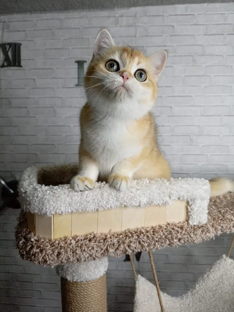 British Shorthair Golden Imported Kittens — photo 5