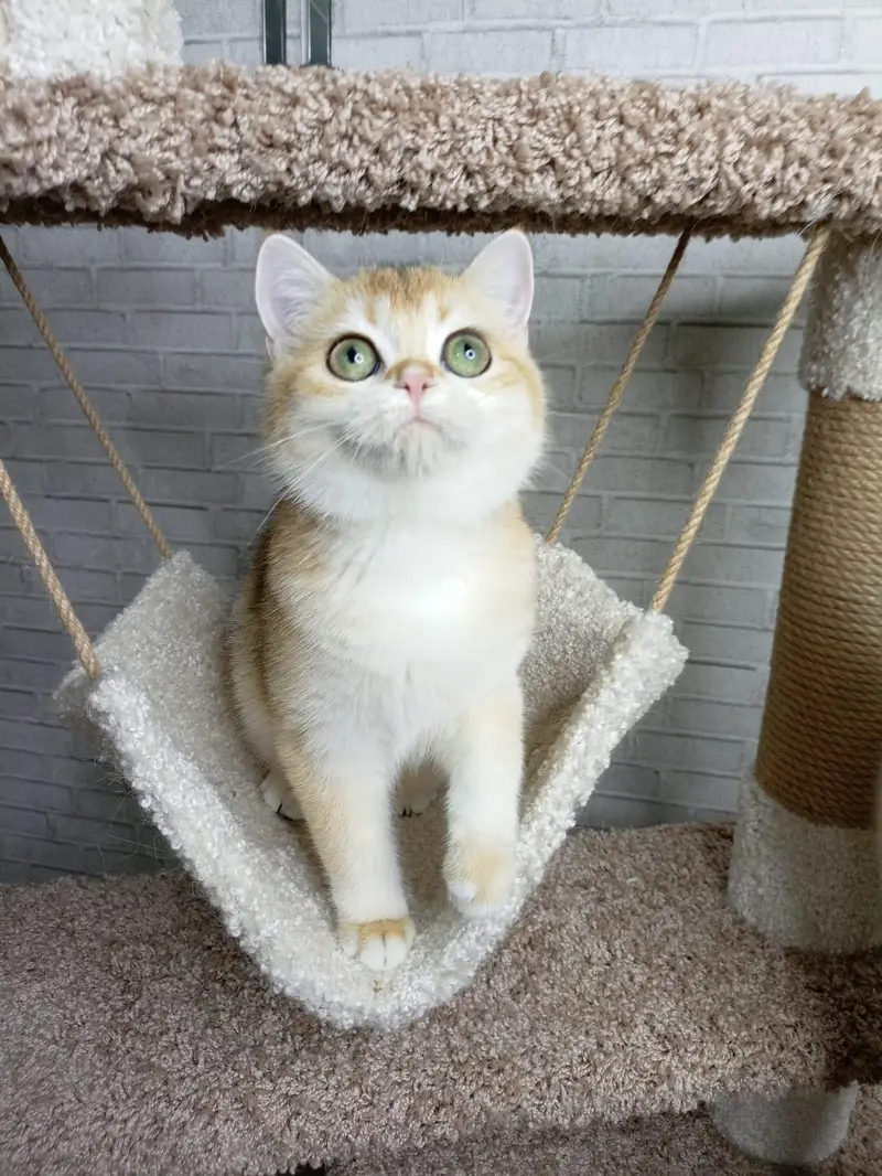 British Shorthair Golden Imported Kittens — photo 7
