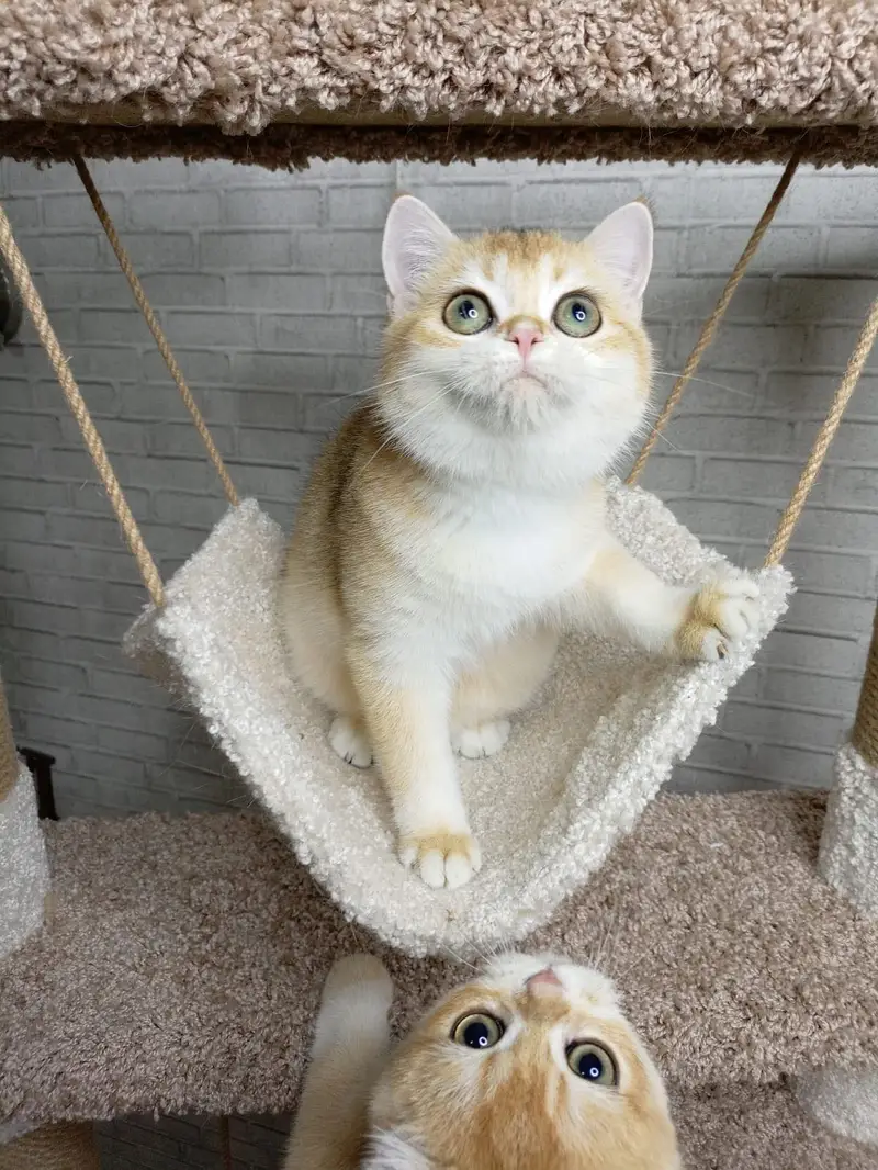 British Shorthair Golden Imported Kittens — photo 8