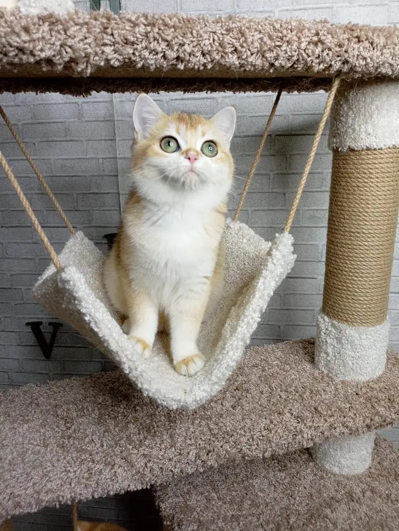 British Shorthair Golden Imported Kittens — photo 9