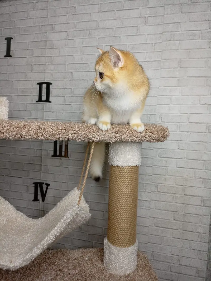 British Shorthair Golden Imported Kittens — photo 10