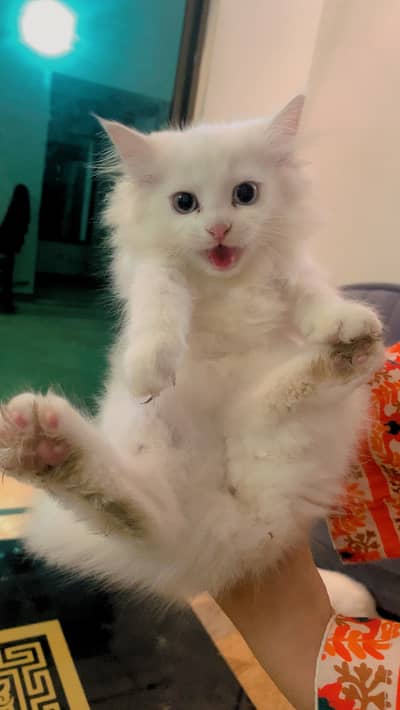 Cats up for adoption