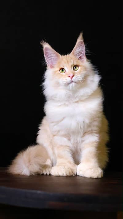 Maine Coon Premium Imported Cat