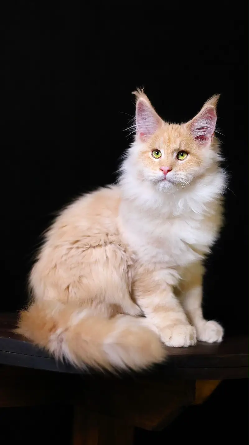 Maine Coon Premium Imported Cat — photo 2