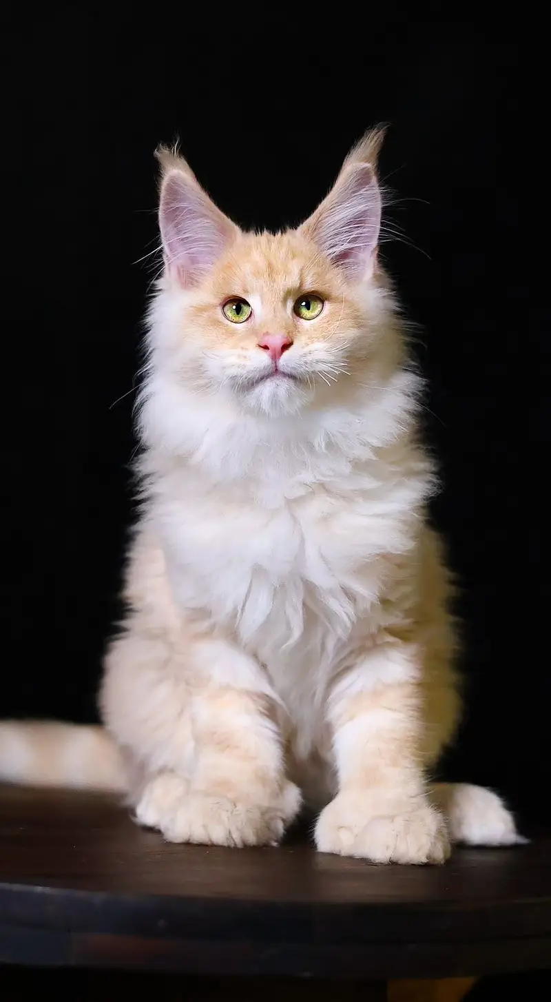 Maine Coon Premium Imported Cat — photo 3