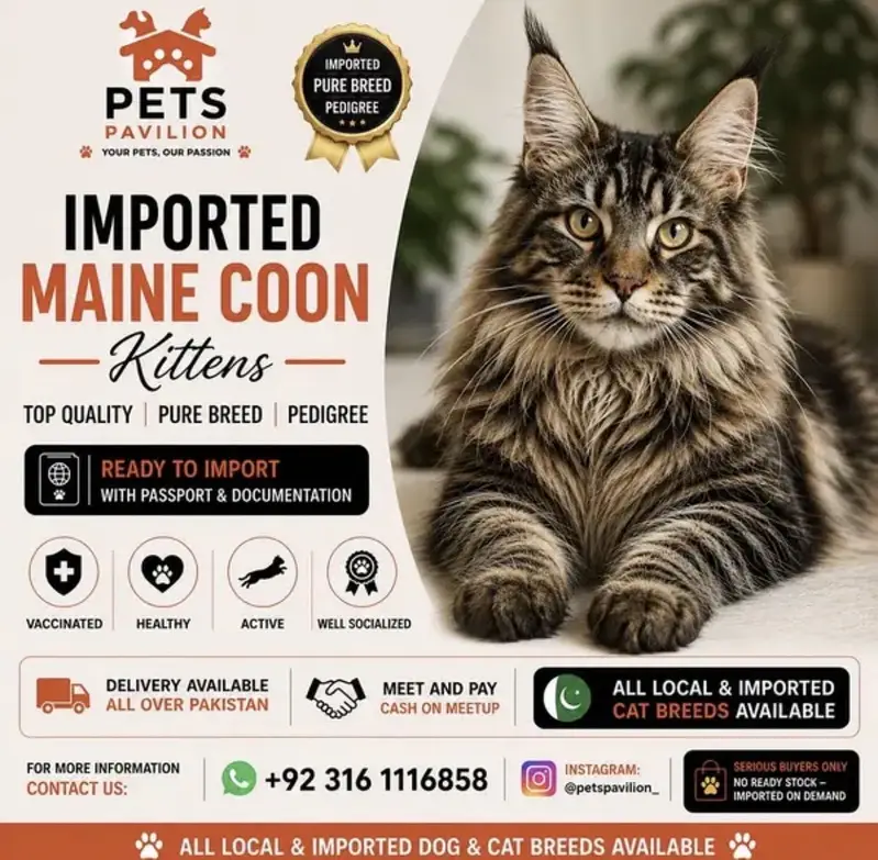 Maine Coon Premium Imported Cat — photo 4