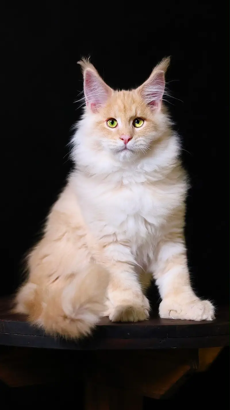 Maine Coon Premium Imported Cat — photo 6