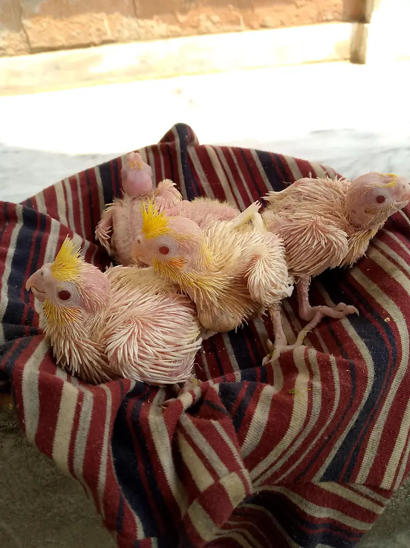 cocktail, love birds