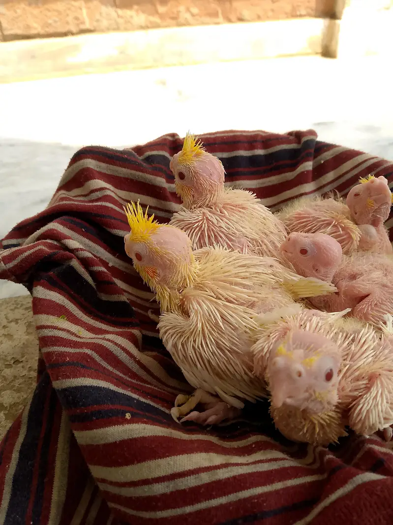 cocktail, love birds — photo 2