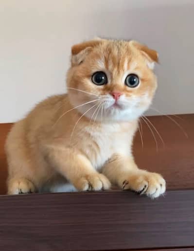 SCOTTISH FOLD FOLD EARS KITTENS | RARE COLOR | IMPORTED