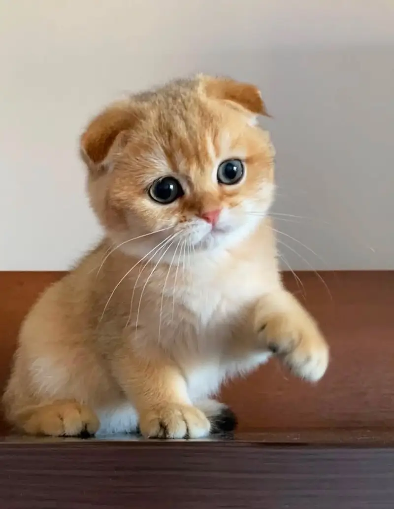 SCOTTISH FOLD FOLD EARS KITTENS | RARE COLOR | IMPORTED — photo 2