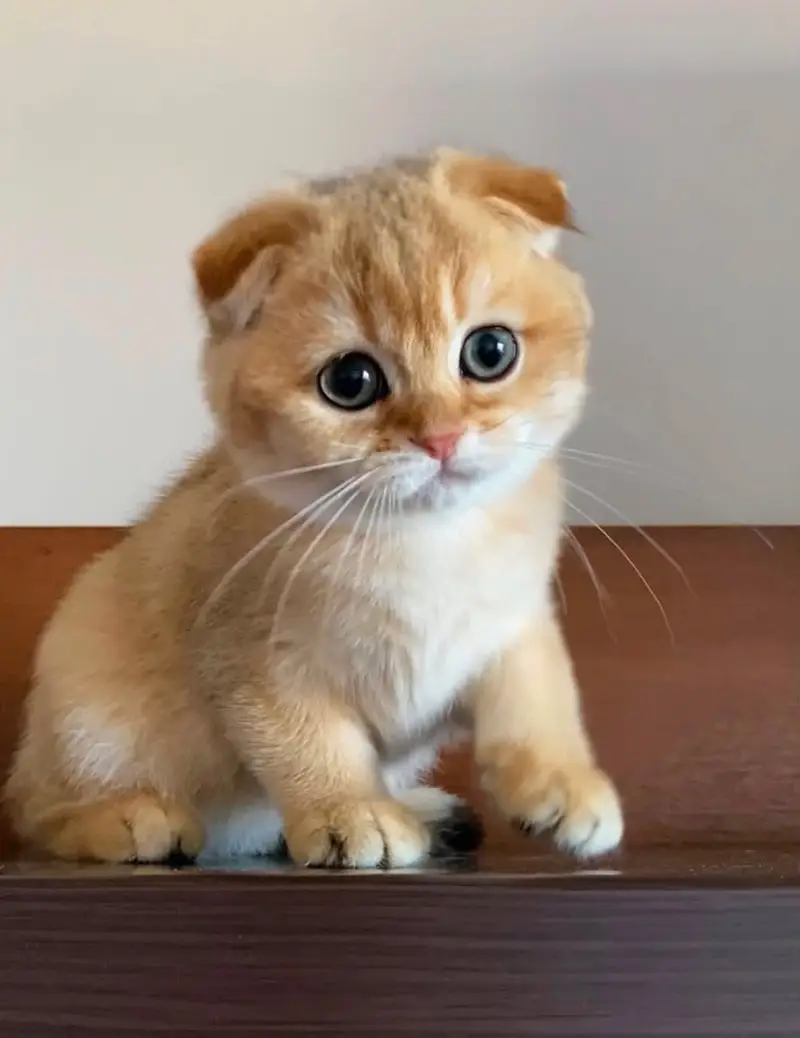 SCOTTISH FOLD FOLD EARS KITTENS | RARE COLOR | IMPORTED — photo 5