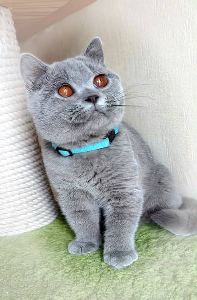 BRITISH SHORTHAIR KITTENS | IMPORTED | TOP QUALITY | AVAILABLE