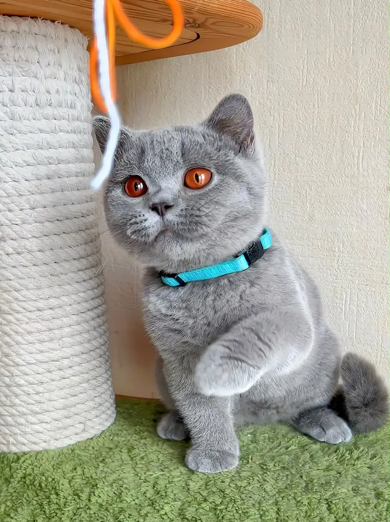 BRITISH SHORTHAIR KITTENS | IMPORTED | TOP QUALITY | AVAILABLE — photo 2