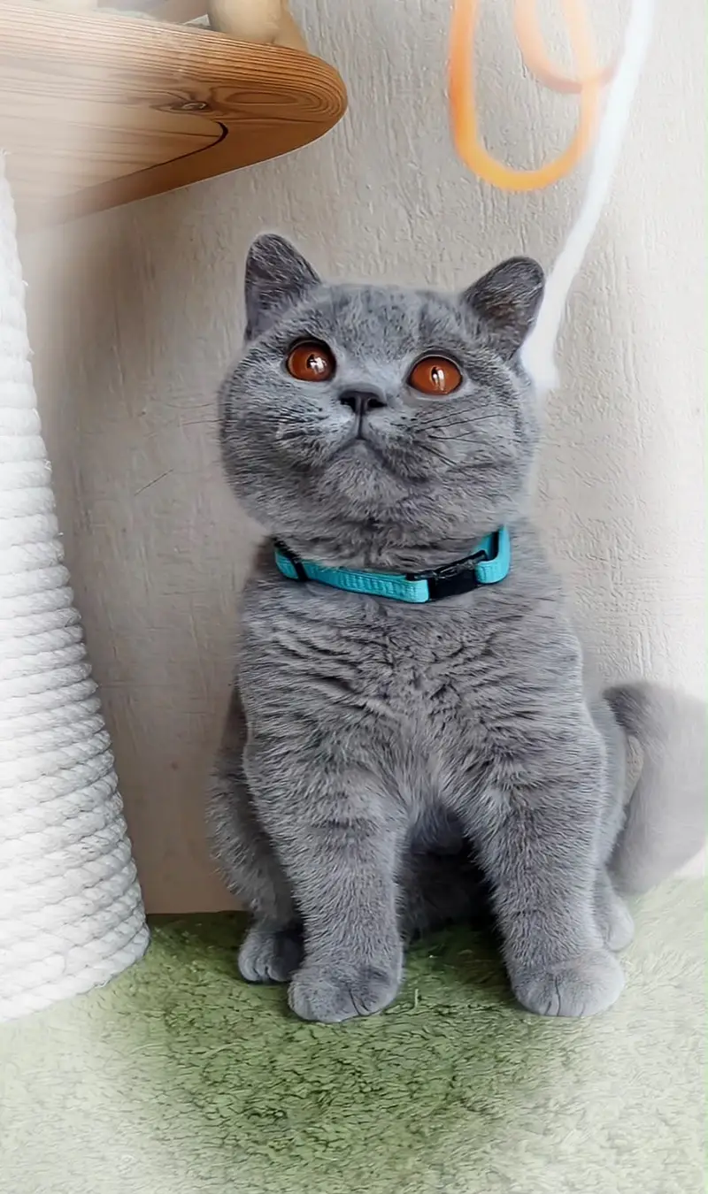 BRITISH SHORTHAIR KITTENS | IMPORTED | TOP QUALITY | AVAILABLE — photo 3