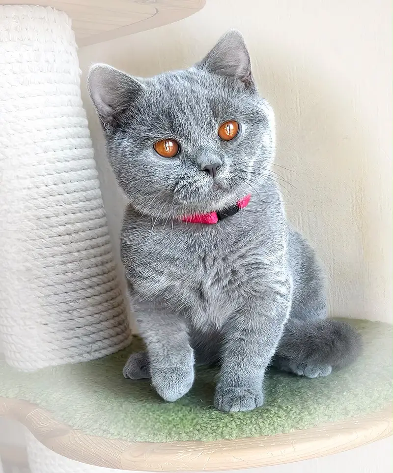 BRITISH SHORTHAIR KITTENS | IMPORTED | TOP QUALITY | AVAILABLE — photo 4