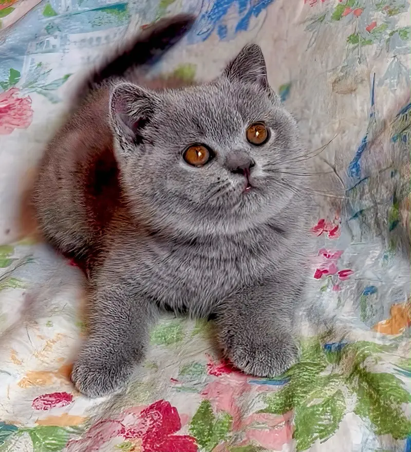 BRITISH SHORTHAIR KITTENS | IMPORTED | TOP QUALITY | AVAILABLE — photo 5