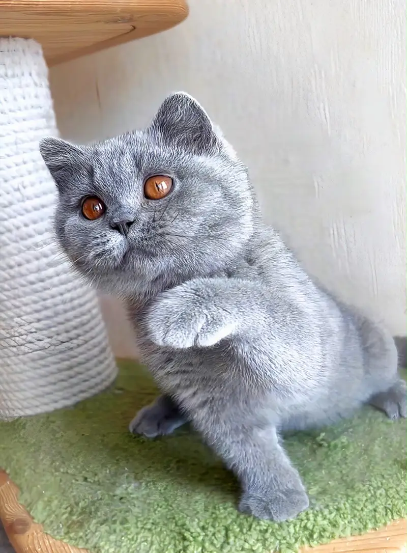 BRITISH SHORTHAIR KITTENS | IMPORTED | TOP QUALITY | AVAILABLE — photo 6