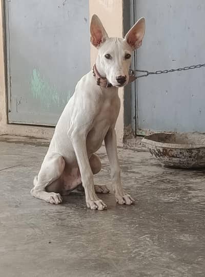 gultair Male puppy for sale