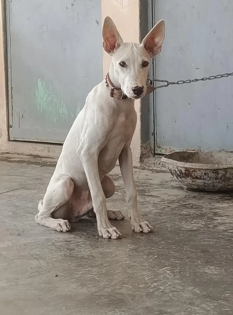 gultair Male puppy for sale