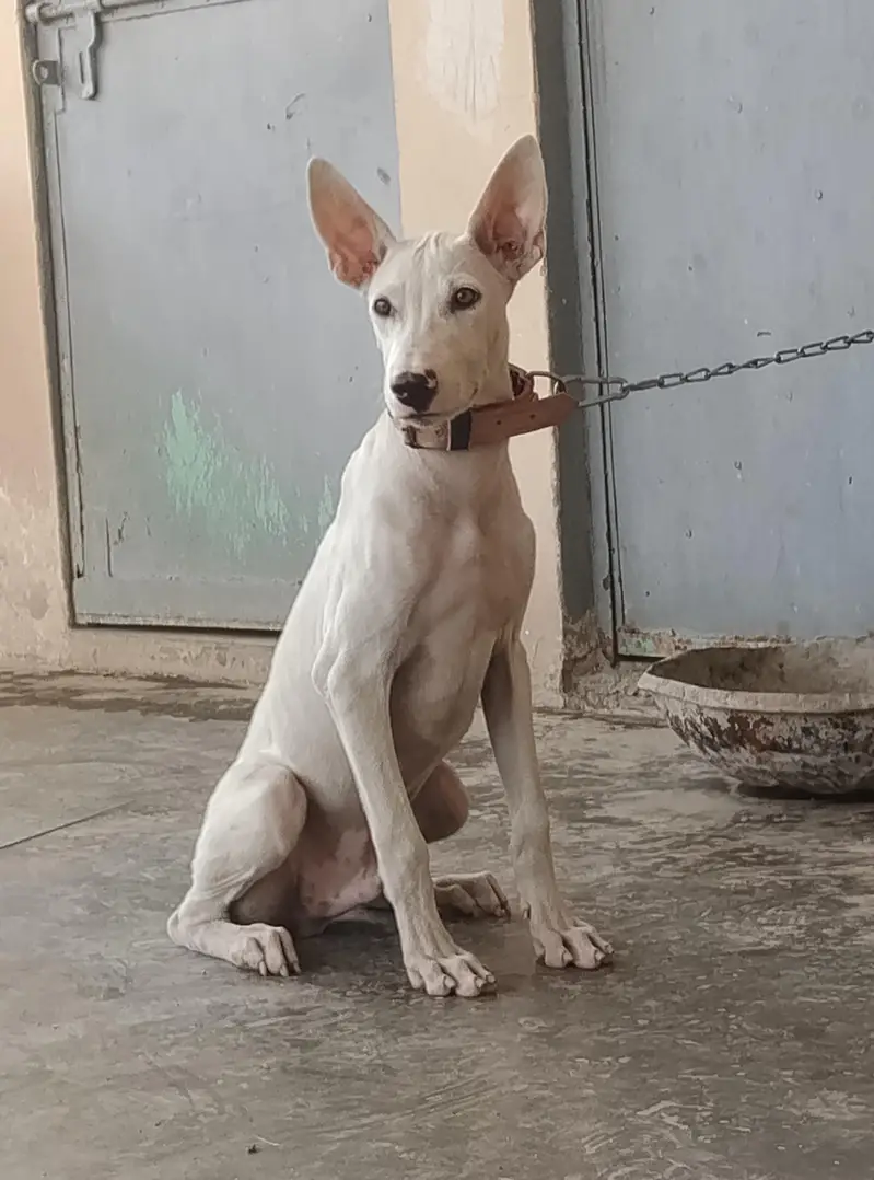 gultair Male puppy for sale — photo 2