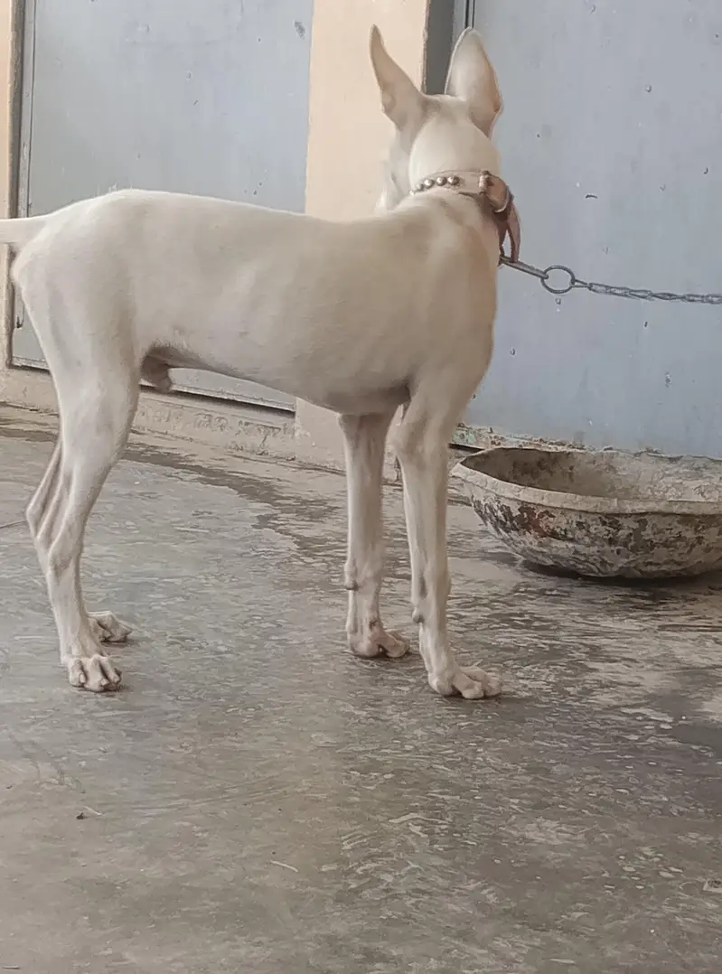 gultair Male puppy for sale — photo 3