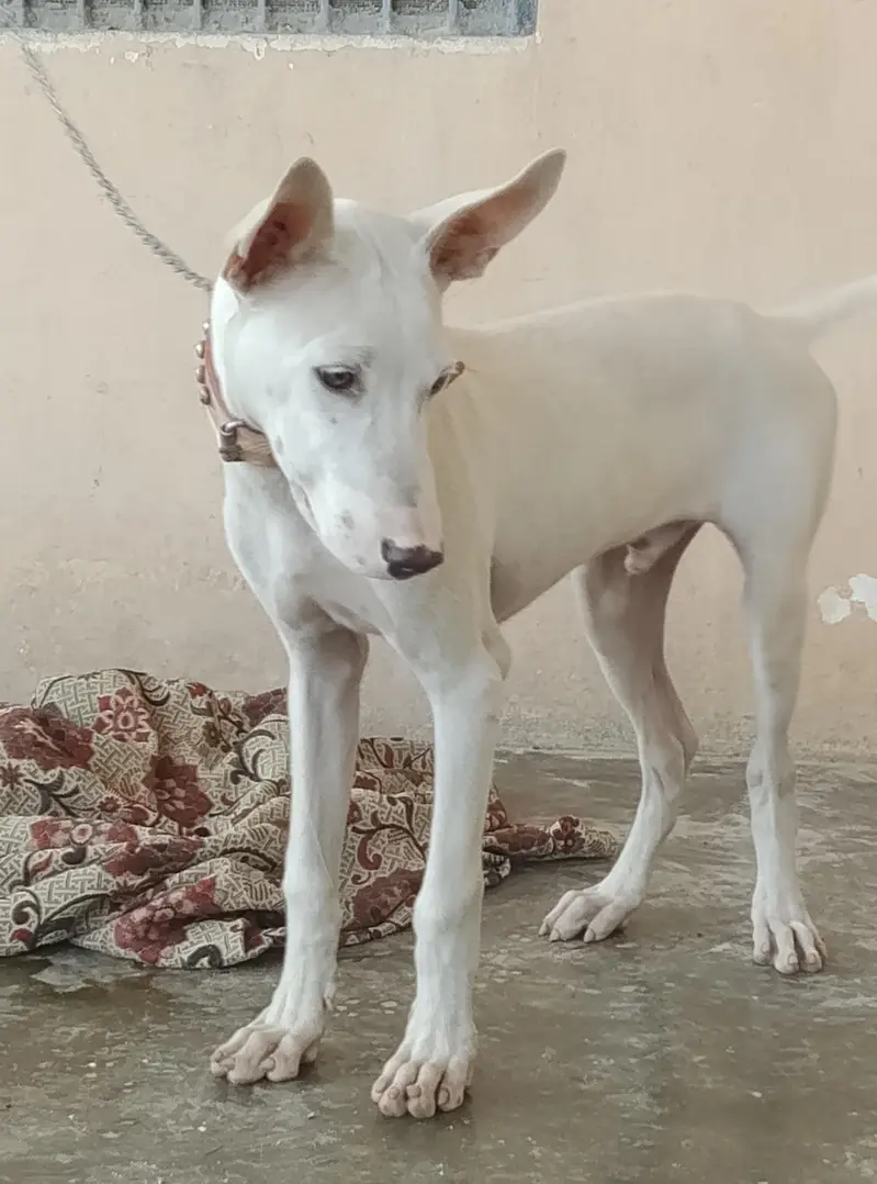 gultair Male puppy for sale — photo 4