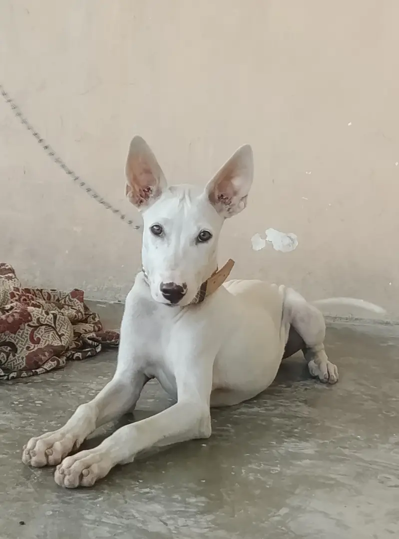 gultair Male puppy for sale — photo 5