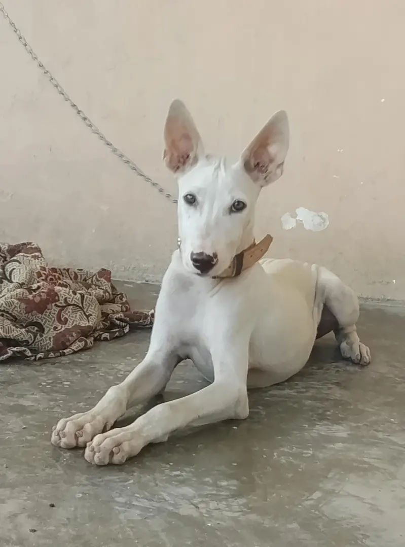 gultair Male puppy for sale — photo 6