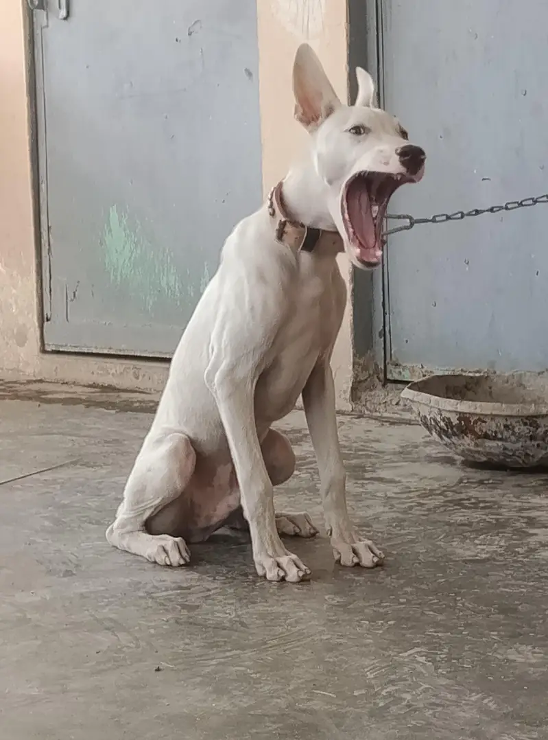gultair Male puppy for sale — photo 7