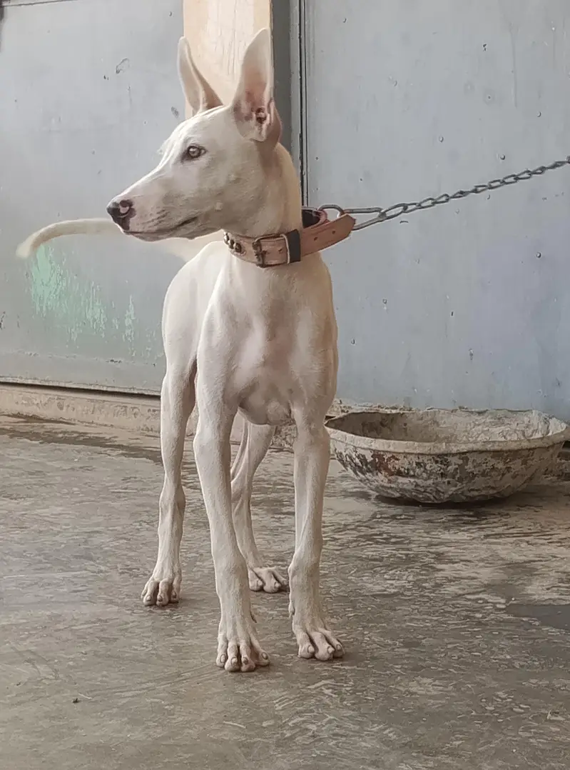 gultair Male puppy for sale — photo 8