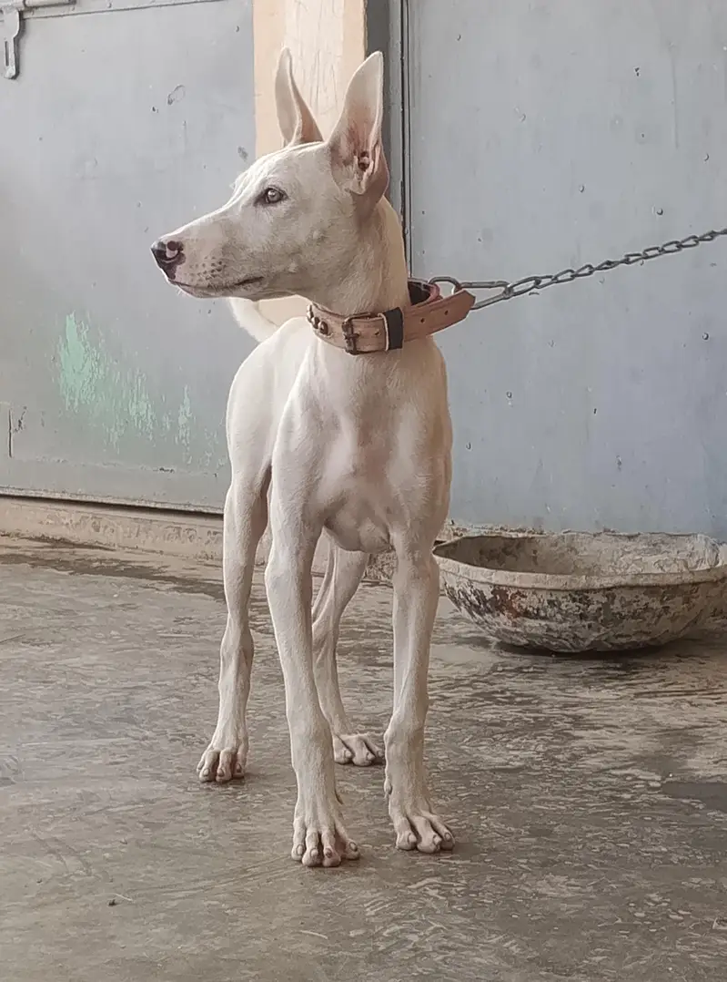 gultair Male puppy for sale — photo 9