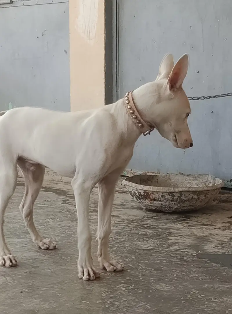 gultair Male puppy for sale — photo 10