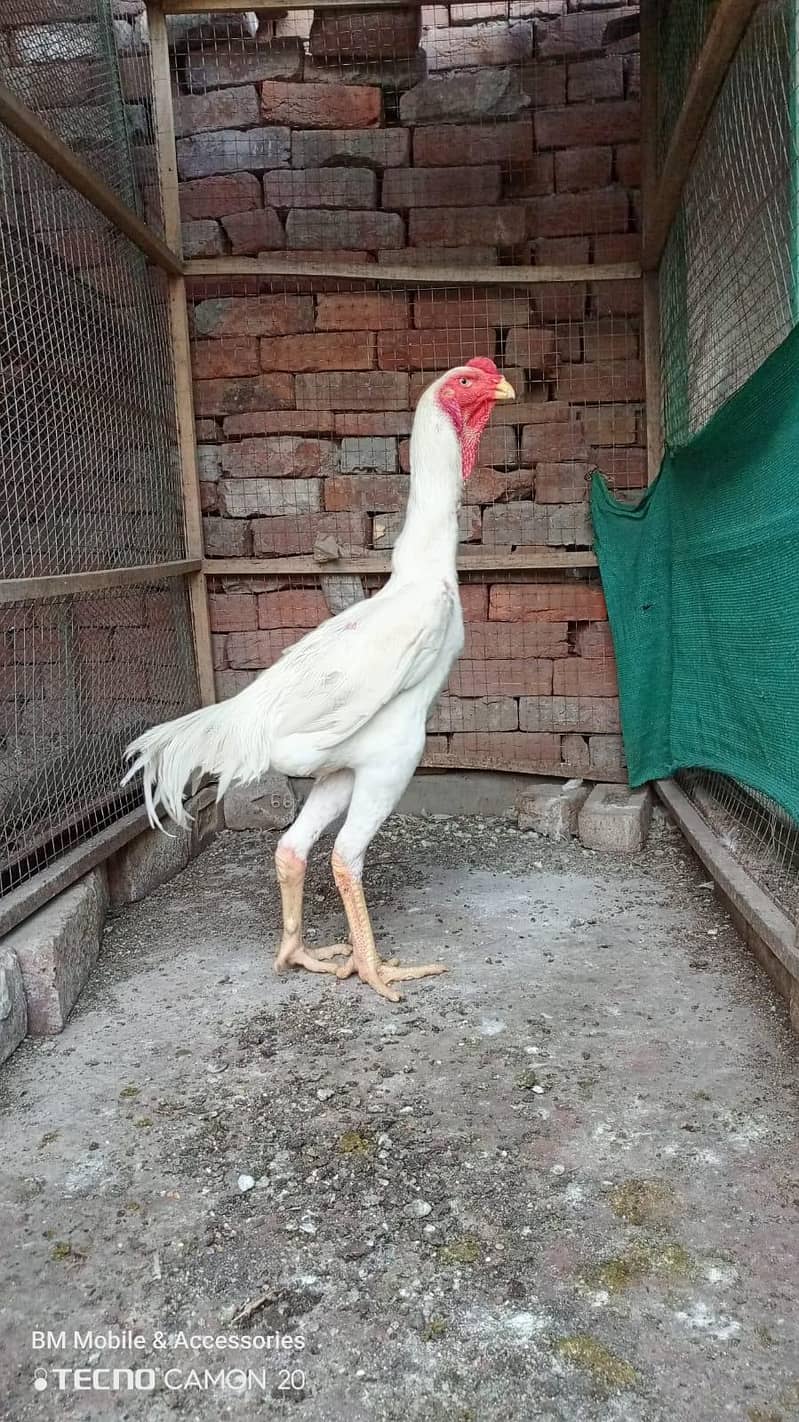 shamo patha 0