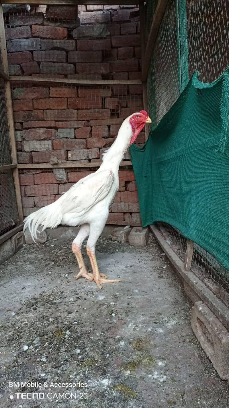 shamo patha 1