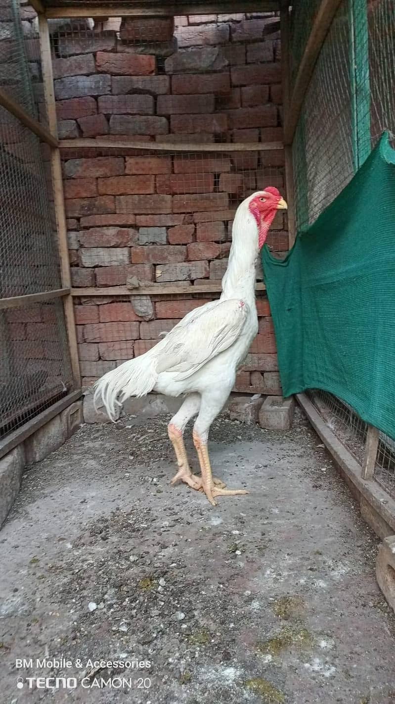 shamo patha 2