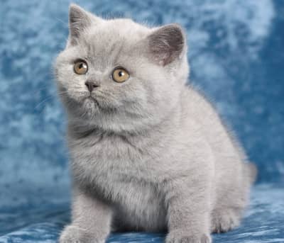LILAC & FAWN BRITISH SHORTHAIR KITTEN | IMPORTED | CARGO ALL PAKISTAN