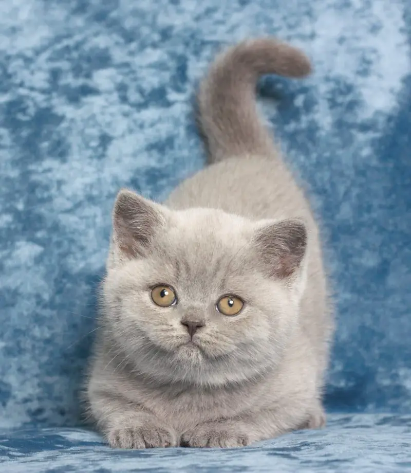 LILAC & FAWN BRITISH SHORTHAIR KITTEN | IMPORTED | CARGO ALL PAKISTAN — photo 2