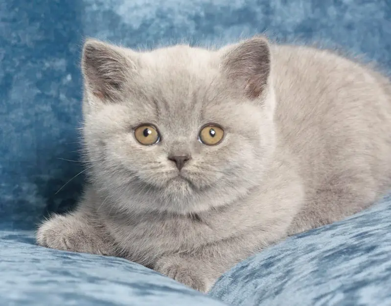 LILAC & FAWN BRITISH SHORTHAIR KITTEN | IMPORTED | CARGO ALL PAKISTAN — photo 4
