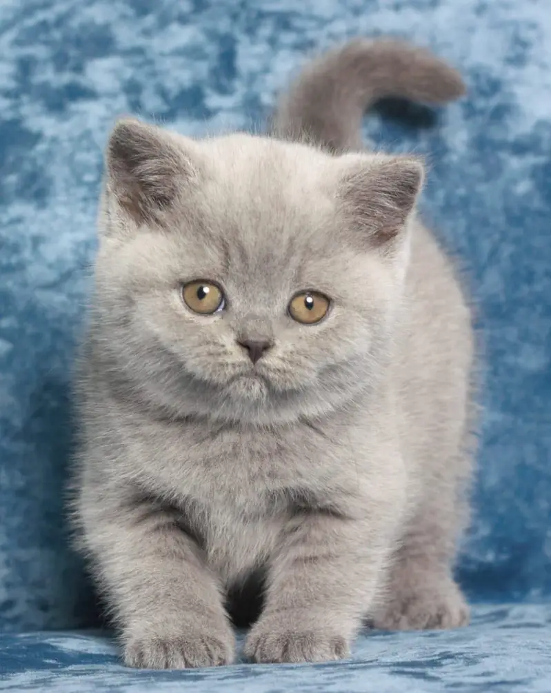 LILAC & FAWN BRITISH SHORTHAIR KITTEN | IMPORTED | CARGO ALL PAKISTAN — photo 5
