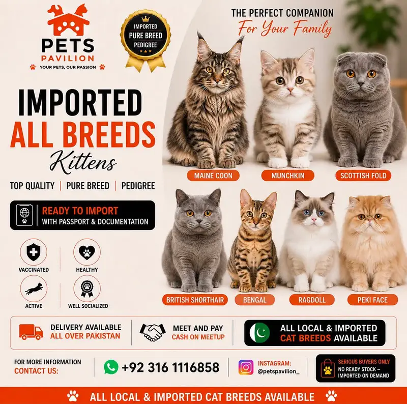 LILAC & FAWN BRITISH SHORTHAIR KITTEN | IMPORTED | CARGO ALL PAKISTAN — photo 6