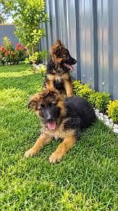 {German Shepherd}{{Puppies}{Top Notch Import Bloodline Up For New Home