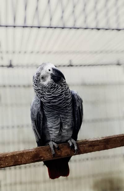 Aftican Grey Female 6 Years Old