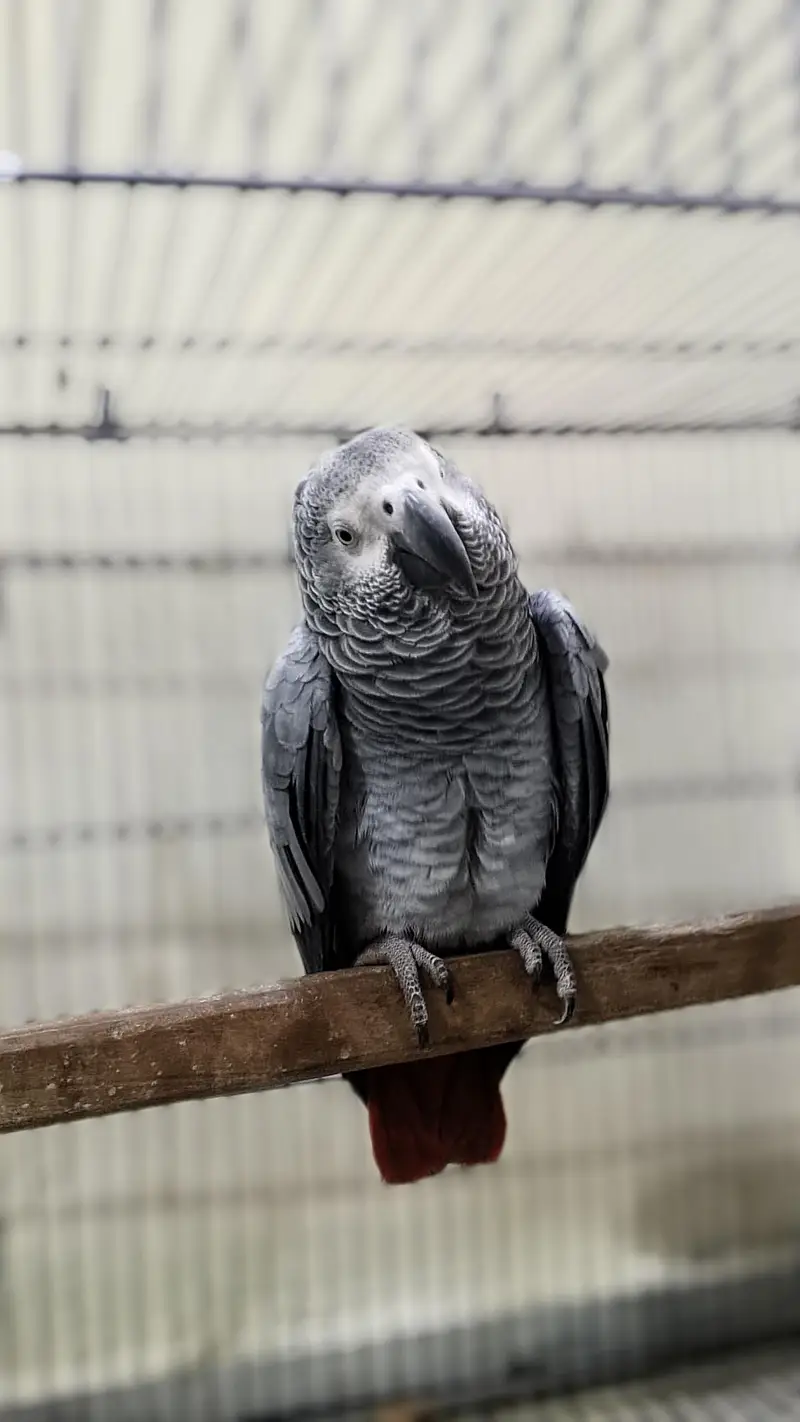 Aftican Grey Female 6 Years Old — photo 2