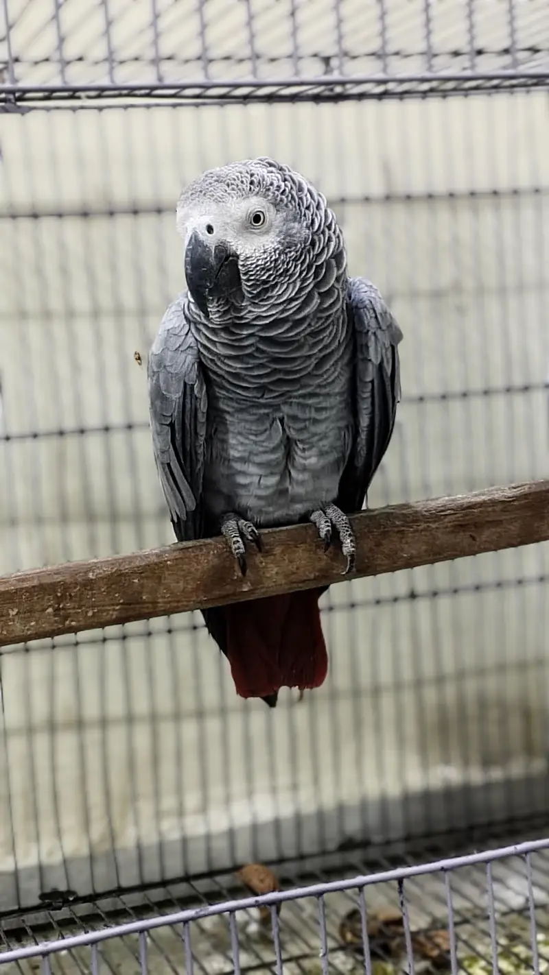 Aftican Grey Female 6 Years Old — photo 3