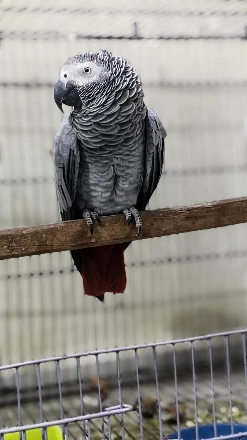 Aftican Grey Female 6 Years Old — photo 4