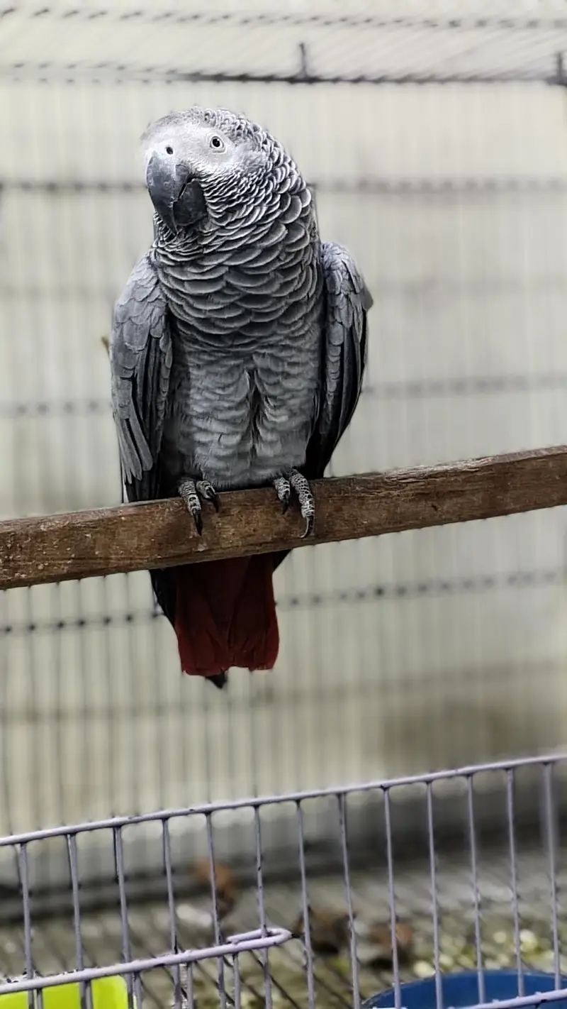 Aftican Grey Female 6 Years Old — photo 5