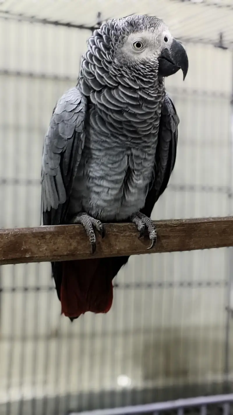 Aftican Grey Female 6 Years Old — photo 6