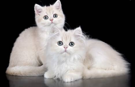 BRITISH CATS IMPORTED | SHORTHAIR LONGHAIR | TEDDY FACE